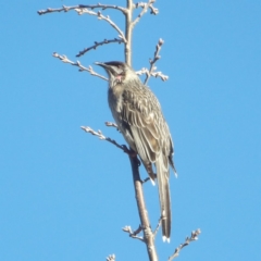 Anthochaera carunculata (Red Wattlebird) at Jerrabomberra Wetlands - 28 Jun 2024 by MatthewFrawley