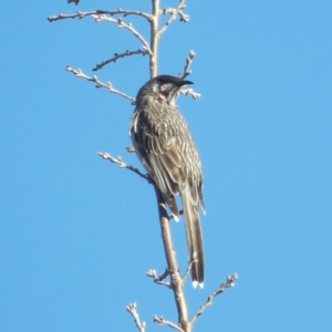 Anthochaera carunculata at Jerrabomberra Wetlands - 28 Jun 2024