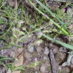 Spergularia rubra at Morton Plains, VIC - 18 Sep 2016 by WendyEM