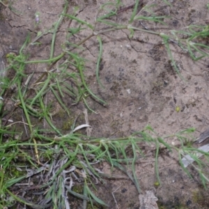 Spergularia rubra at Morton Plains, VIC - 18 Sep 2016 03:23 PM