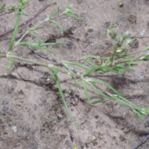 Spergularia rubra at Morton Plains, VIC - 18 Sep 2016 03:23 PM