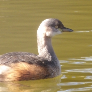 Tachybaptus novaehollandiae at Jerrabomberra Wetlands - 28 Jun 2024