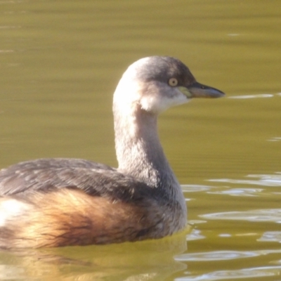 Tachybaptus novaehollandiae (Australasian Grebe) at Jerrabomberra Wetlands - 28 Jun 2024 by MatthewFrawley