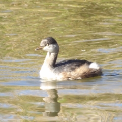 Tachybaptus novaehollandiae at Jerrabomberra Wetlands - 28 Jun 2024