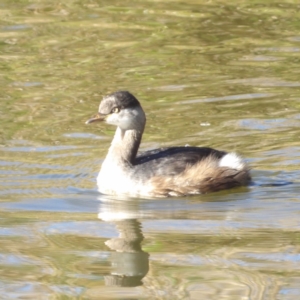 Tachybaptus novaehollandiae at Jerrabomberra Wetlands - 28 Jun 2024