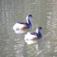 Tachybaptus novaehollandiae at Jerrabomberra Wetlands - 28 Jun 2024