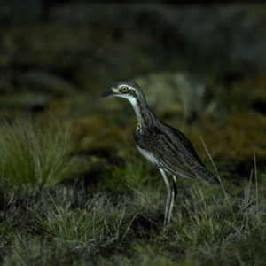 Burhinus grallarius at Mulligans Flat - 29 Jun 2024 06:36 PM