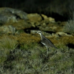 Burhinus grallarius at Mulligans Flat - 29 Jun 2024