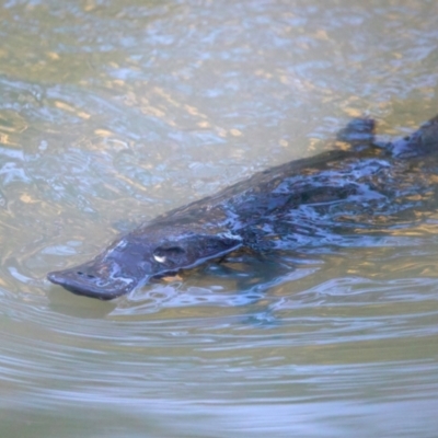 Ornithorhynchus anatinus (Platypus) at Benalla, VIC - 22 Jun 2024 by jb2602