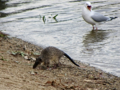 Hydromys chrysogaster (Rakali or Water Rat) at Lake Ginninderra - 29 Jun 2024 by Simonster