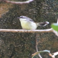 Rhipidura albiscapa (Grey Fantail) at Carnarvon National Park - 29 Jun 2024 by MB