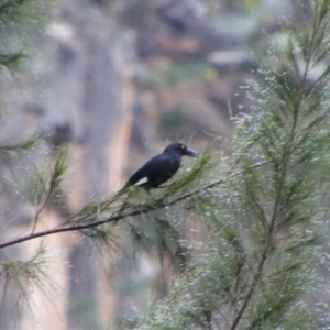 Strepera graculina at Carnarvon National Park - 29 Jun 2024