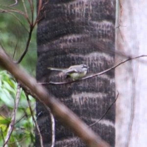 Rhipidura albiscapa at Carnarvon National Park - 29 Jun 2024