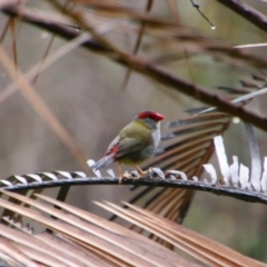 Neochmia temporalis (Red-browed Finch) at Carnarvon National Park - 29 Jun 2024 by MB