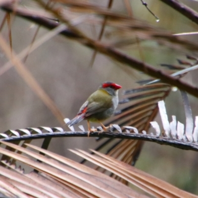 Neochmia temporalis (Red-browed Finch) at Carnarvon National Park - 29 Jun 2024 by MB