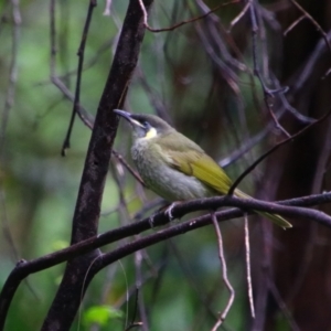 Meliphaga lewinii at Carnarvon National Park - 29 Jun 2024