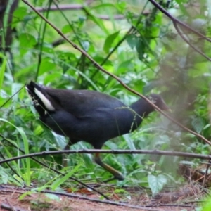 Gallinula tenebrosa at Carnarvon National Park - 29 Jun 2024 09:05 AM