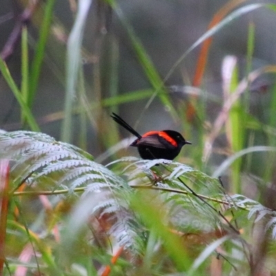 Malurus melanocephalus (Red-backed Fairywren) at Carnarvon National Park - 28 Jun 2024 by MB