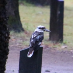 Dacelo novaeguineae (Laughing Kookaburra) at Carnarvon National Park - 29 Jun 2024 by MB