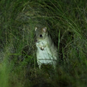 Bettongia gaimardi at Mulligans Flat - 29 Jun 2024