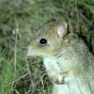 Bettongia gaimardi at Mulligans Flat - 29 Jun 2024