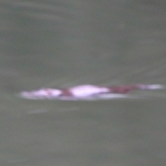 Ornithorhynchus anatinus (Platypus) at Carnarvon Park, QLD - 30 Jun 2024 by MB