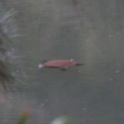 Unidentified Turtle at Carnarvon Park, QLD - 29 Jun 2024 by MB