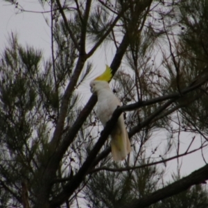 Cacatua galerita at Carnarvon Park, QLD - 28 Jun 2024