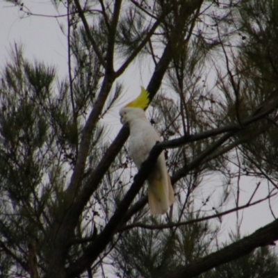 Cacatua galerita (Sulphur-crested Cockatoo) at Carnarvon Park, QLD - 28 Jun 2024 by MB