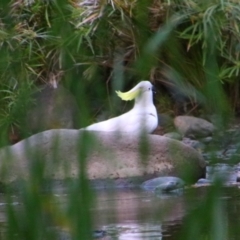 Cacatua galerita at Carnarvon Park, QLD - 28 Jun 2024 05:17 PM