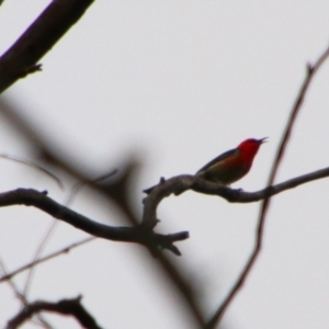 Myzomela sanguinolenta at Rewan, QLD - 28 Jun 2024