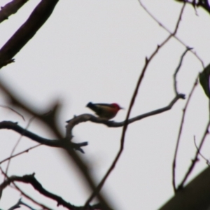 Myzomela sanguinolenta at Rewan, QLD - 28 Jun 2024