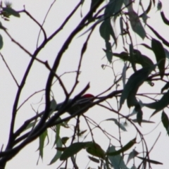 Myzomela sanguinolenta at Rewan, QLD - 28 Jun 2024 04:59 PM