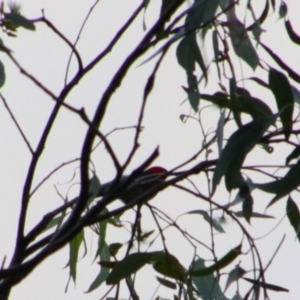 Myzomela sanguinolenta at Rewan, QLD - 28 Jun 2024