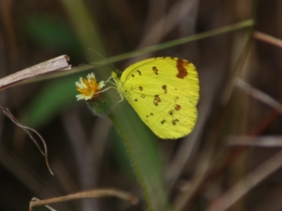 Unidentified Butterfly (Lepidoptera, Rhopalocera) at Carnarvon Park, QLD - 28 Jun 2024 by MB