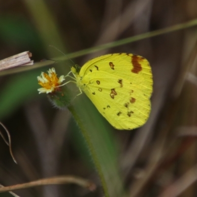 Eurema sp. (Genus) (Grass Yellow Butterflies) at Carnarvon Park, QLD - 28 Jun 2024 by MB