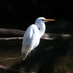 Ardea alba (Great Egret) at Carnarvon Park, QLD - 28 Jun 2024 by MB