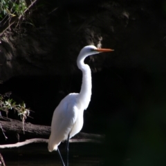 Ardea alba at Carnarvon Park, QLD - 28 Jun 2024 02:55 PM