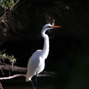 Ardea alba at Carnarvon Park, QLD - 28 Jun 2024