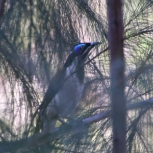 Entomyzon cyanotis at Carnarvon Park, QLD - 28 Jun 2024