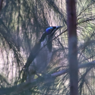 Entomyzon cyanotis (Blue-faced Honeyeater) at Carnarvon Park, QLD - 28 Jun 2024 by MB