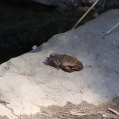 Unidentified Frog at Carnarvon Park, QLD - 28 Jun 2024 by MB