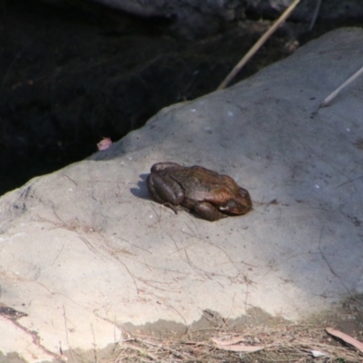 Unidentified Frog at Carnarvon Park, QLD - 28 Jun 2024 by MB