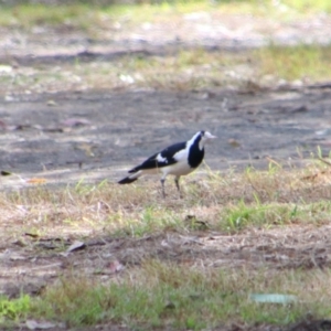 Grallina cyanoleuca at Rewan, QLD - 28 Jun 2024 01:49 PM