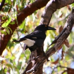 Strepera graculina (Pied Currawong) at Carnarvon Park, QLD - 28 Jun 2024 by MB