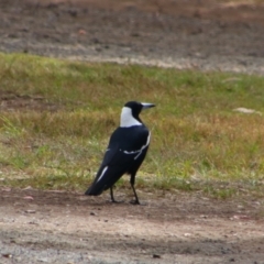 Gymnorhina tibicen (Australian Magpie) at Carnarvon Park, QLD - 28 Jun 2024 by MB