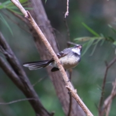 Rhipidura albiscapa (Grey Fantail) at Rewan, QLD - 28 Jun 2024 by MB