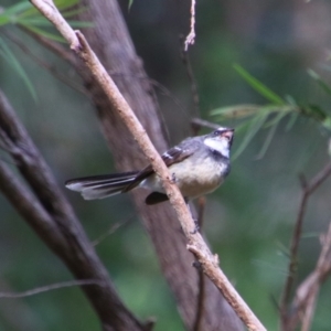 Rhipidura albiscapa at Rewan, QLD - 28 Jun 2024 01:13 PM