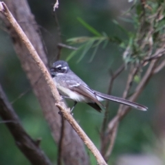 Rhipidura albiscapa at Rewan, QLD - 28 Jun 2024