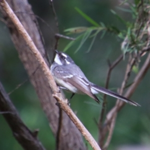 Rhipidura albiscapa at Rewan, QLD - 28 Jun 2024 01:13 PM